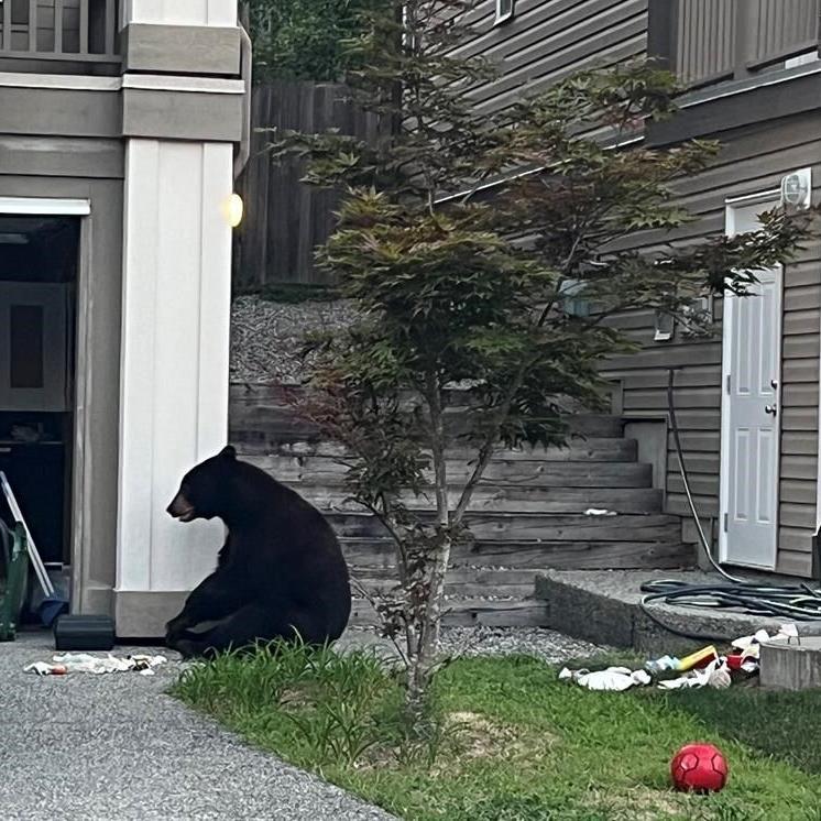 Injured B.C. bear put down after being fed watermelon: RCMP